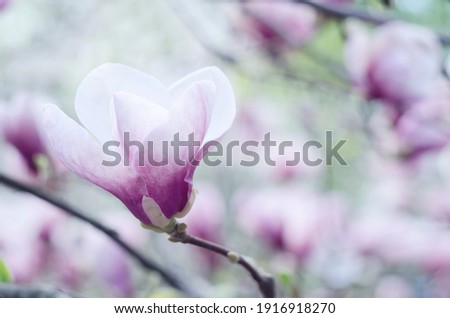 Similar – magnolia blossom