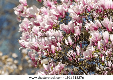 Similar – magnolia blossom