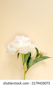 A beautiful light pink peony flower on a beige background for a festive design on the theme of spring. A gift for a birthday, anniversary. Vertical.