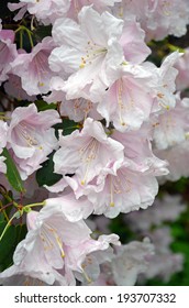 Beautiful light pink rhododendron flowers