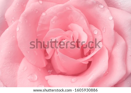 Beautiful light pink rose flowers fresh sweet petal patterns  with water drops for valentine day background