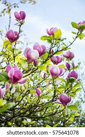 Beautiful Light Pink/Purple Magnolia Tree with Blooming Flowers during Springtime in English Garden, UK