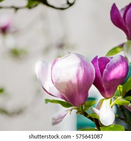 Beautiful Light Pink/Purple Magnolia Tree with Blooming Flowers during Springtime in English Garden, UK