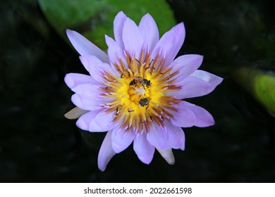 Beautiful Light Purple Lotus Flowers And Bees Sucking The Nectar Of Pollen Bloom In The Natural Light Pool.