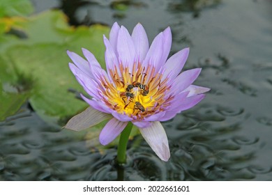 Beautiful Light Purple Lotus Flowers And Bees Sucking The Nectar Of Pollen Bloom In The Natural Light Pool.