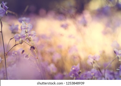 Beautiful light purple Murdannia flower, Murdannia giganteum. Natural blooming on the mountain. Murdannia Giganteum, thai beautiful violet flower blooming in the fields with a space for a text. - Shutterstock ID 1253848939