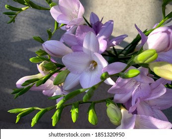 フリージア 紫 の画像 写真素材 ベクター画像 Shutterstock