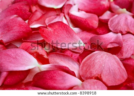 beautiful light red rose petal background image