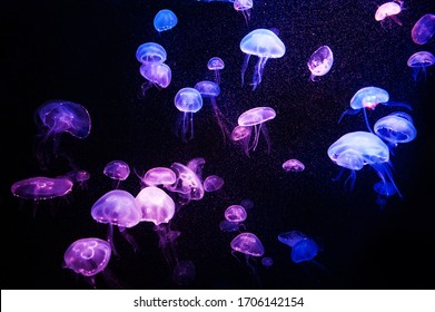 Beautiful light reflection on jellyfish in the aquarium