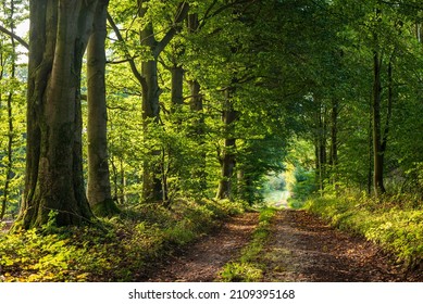 Beautiful light shines through the mighty old beech trees that line an idyllic forest path, Beller Holz, Teutoburg Forest, Germany - Shutterstock ID 2109395168