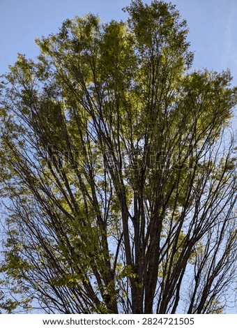 beautiful light shining though tree 