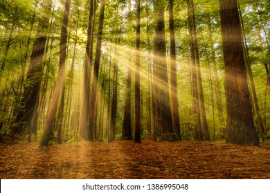 Beautiful light from sunrays in the Redwoods