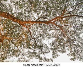 Beautiful Lighting on the branches of trees.