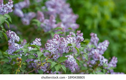 Lilac Flower Images Stock Photos Vectors Shutterstock