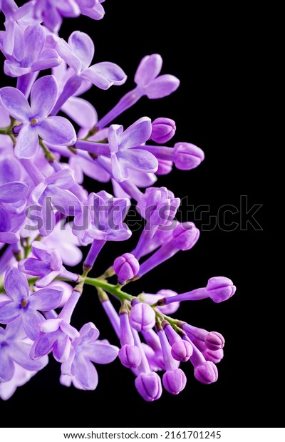 Beautiful lilac flowers. Blooming lilac bush with tender\
tiny flower. Purple lilac flower on the bush. Branch with lilac\
spring flowers. 