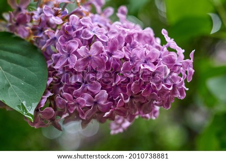beautiful lilac flowers branch on a green background, natural spring background, soft selective focus. High quality photo