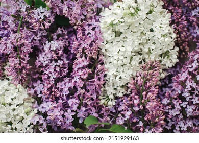 Beautiful Lilac Flowers Flat Lay. Colorful Purple And White Lilac Branches, Floral Wallpaper. Spring Countryside Image. Happy Mothers Da