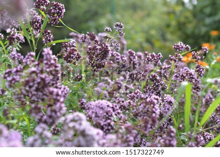 Similar – Beach lilacs from the frog’s perspective on Hallig Gröde