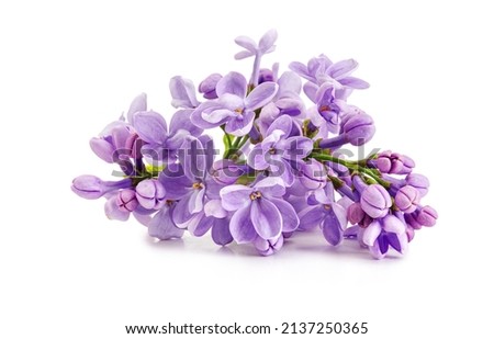 Beautiful lilac flowers isolated on white background.