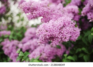 Beautiful lilac flowers with selective focus. Purple lilac flower with blurred green leaves. Spring blossom. Blooming lilac bush with tender tiny flower. Purple lilac flower on the bush. Summer time