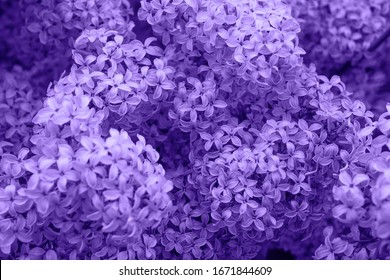 Beautiful lilac flowers. Spring blossom. Blooming lilac bush with tender tiny flower. Purple lilac flower on the bush. Summer time. Background - Shutterstock ID 1671844609