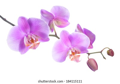 Beautiful Lilac Orchid Isolated On White Stock Photo 184115111 ...