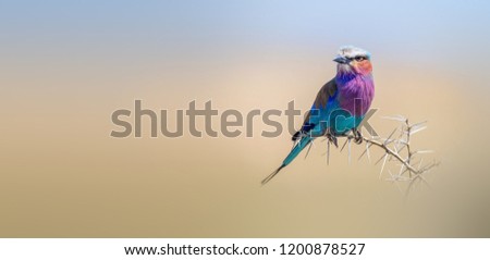 Similar – Foto Bild Blaukehlchen Ornithologie