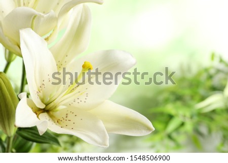 Beautiful lilies on blurred background, closeup view. Space for text