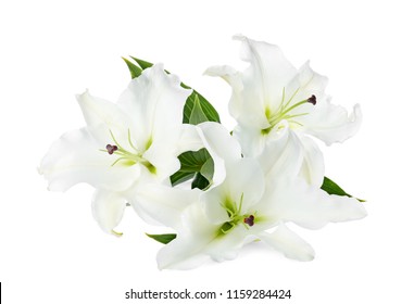 Beautiful Lilies On White Background. Funeral Flowers