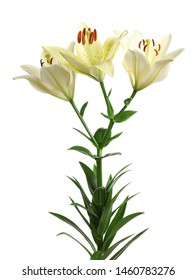 Beautiful Lilies On White Background Funeral Stock Photo 1460783276 ...