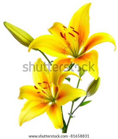 Beautiful lilies on a white background