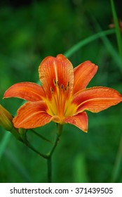 Beautiful Lilium Philadelphicum