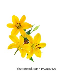 Beautiful Lily flower isolate on white  - Powered by Shutterstock