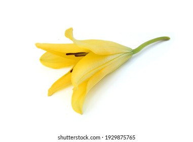 Download Objects Yellow Hd Stock Images Shutterstock