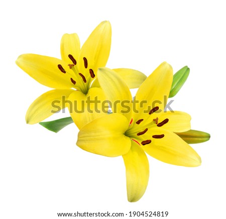 Beautiful Lily flower isolate on white 