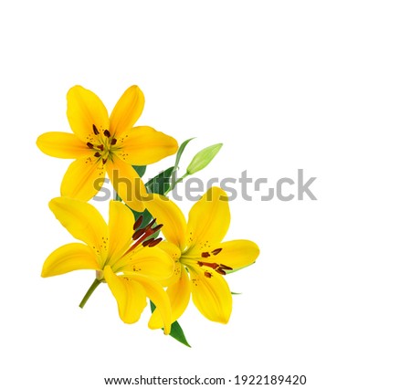 Beautiful Lily flower isolate on white 