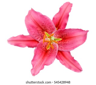 ユリの花 の画像 写真素材 ベクター画像 Shutterstock