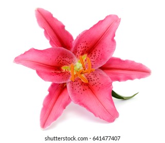 Beautiful Red Lily Flower Isolated On Stock Photo (Edit Now) 518216950