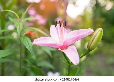 Beautiful Lily Flower On Background Green Stock Photo 2148176469