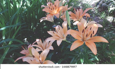 Beautiful Lily flower on green leaves background. Lilium longiflorum flowers in the garden. Background texture plant fire lily with orange buds. Image plant blooming orange tropical flower tiger lily