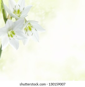 Beautiful Lily Flowers Border Stock Photo 130159007 | Shutterstock