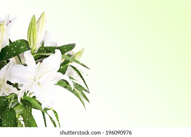 Lily Border Images, Stock Photos & Vectors | Shutterstock