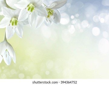 6,636 White lily border Stock Photos, Images & Photography | Shutterstock