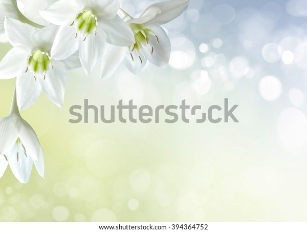 Beautiful Lily Flowers Border Stock Photo (Edit Now) 394364752