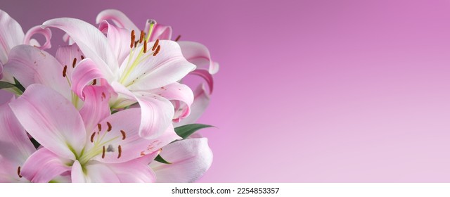 Beautiful lily flowers bouquet on a pink background. Lillies. Pink lilies closeup. Big bunch of fresh fragrant lilies purple background. Border design