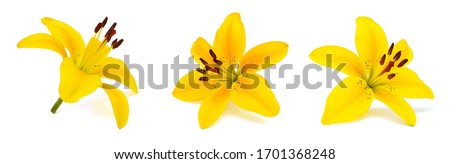Beautiful Lily flowers isolate on white 