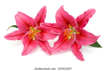 Beautiful Red Lily Flower Isolated On Stock Photo (Edit Now) 518216950