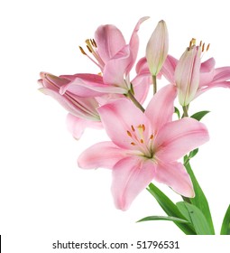 40,517 Pink Lily Stem Images, Stock Photos & Vectors | Shutterstock