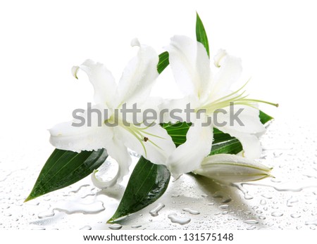 Beautiful lily, isolated on white