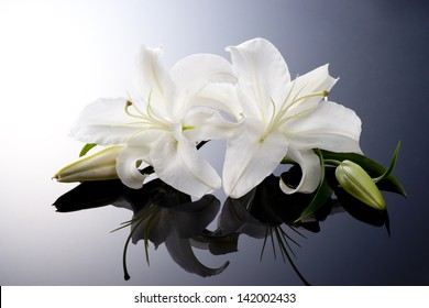 beautiful lily on black background